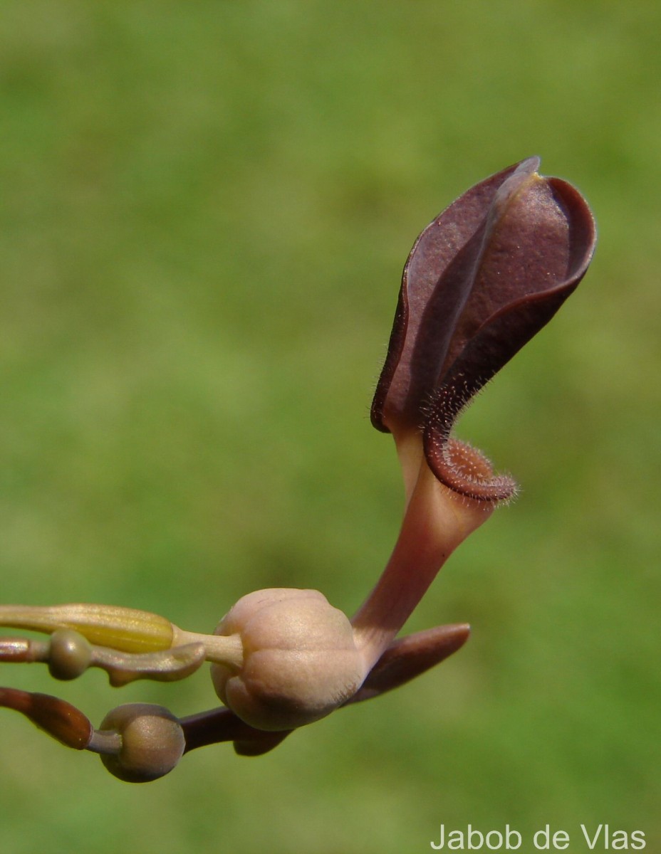 Aristolochia indica L.